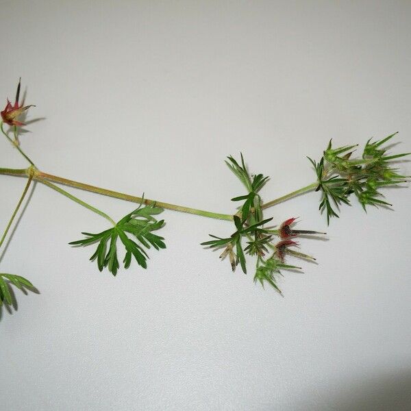 Geranium dissectum Hostoa