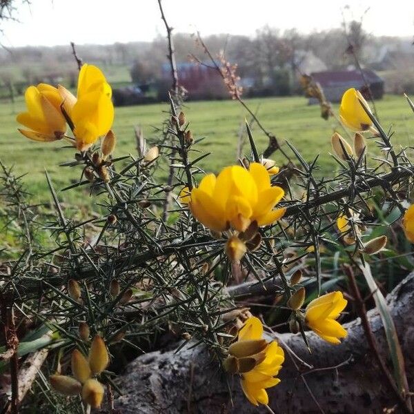 Ulex europaeus Habit