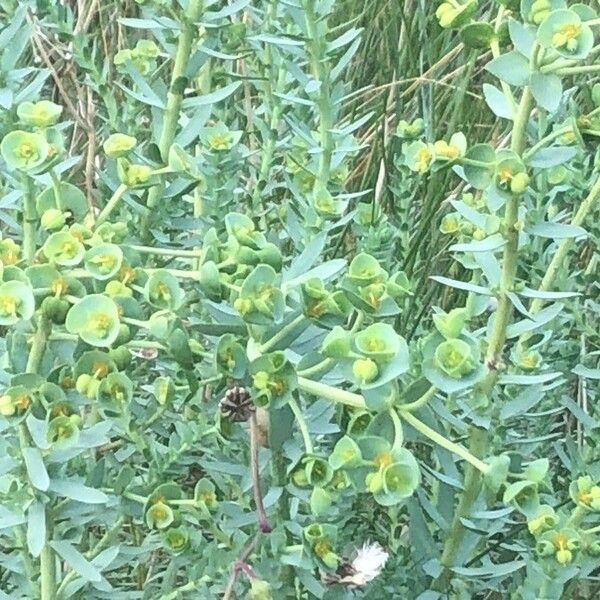 Euphorbia paralias Λουλούδι