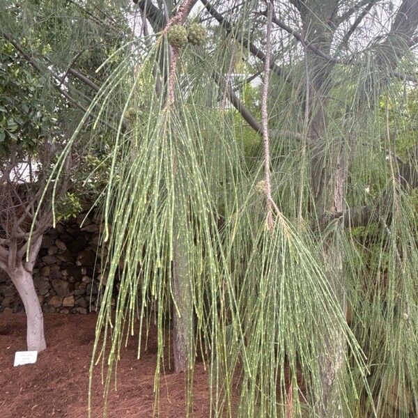 Casuarina equisetifolia Levél