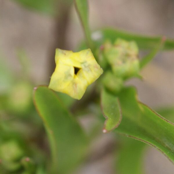 Ranunculus ophioglossifolius Autre