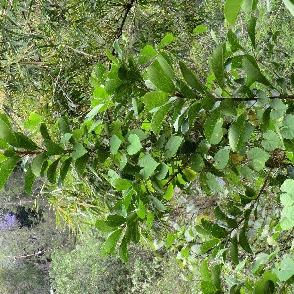 Ficus reflexa Агульны выгляд