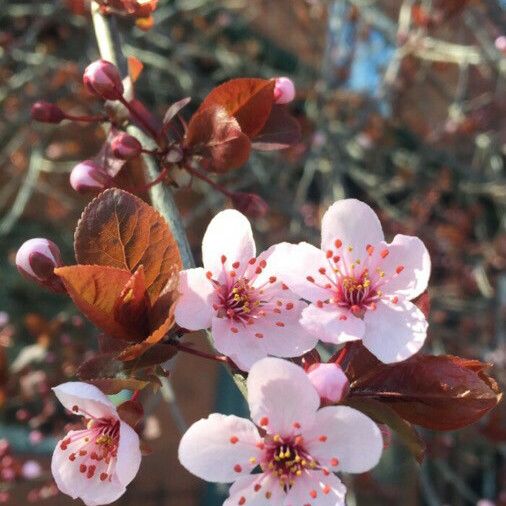 Prunus cerasifera Virág