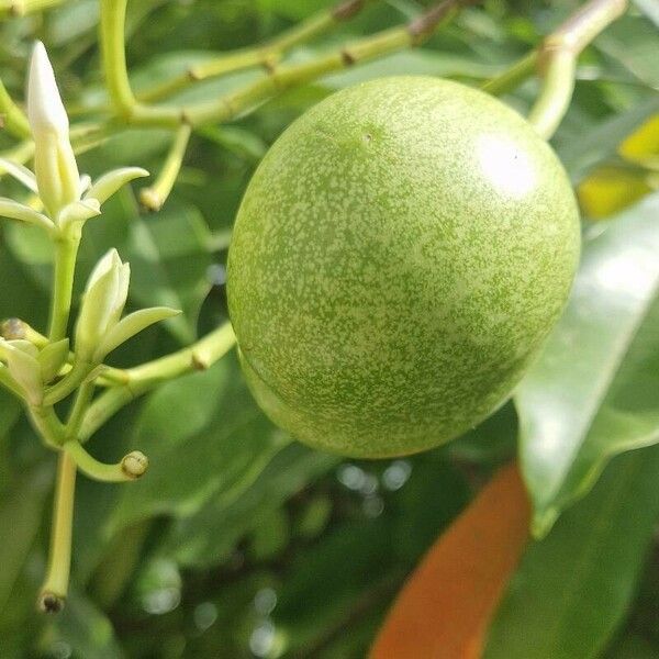 Cerbera manghas Fruit