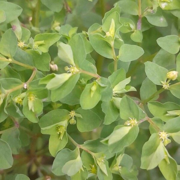 Euphorbia peplus Blad