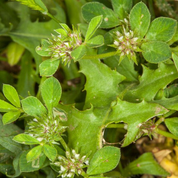 Trifolium glomeratum Flower