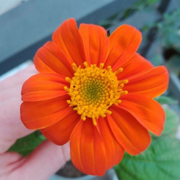 Tithonia rotundifolia Квітка