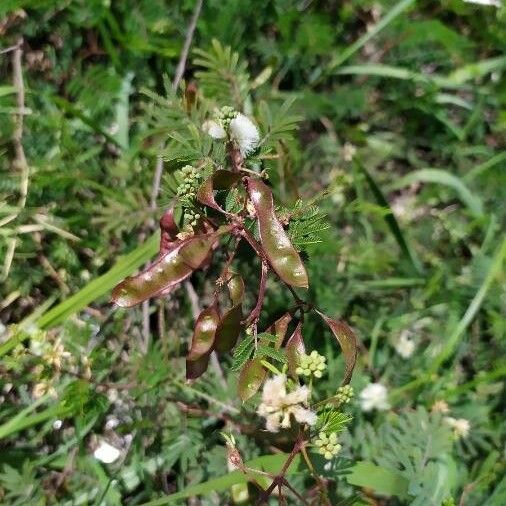 Acacia angustissima Плод