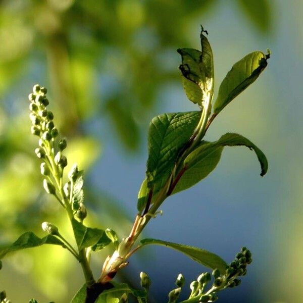 Prunus padus برگ