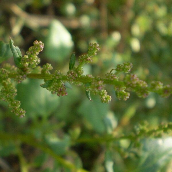 Oxybasis chenopodioides Blomst