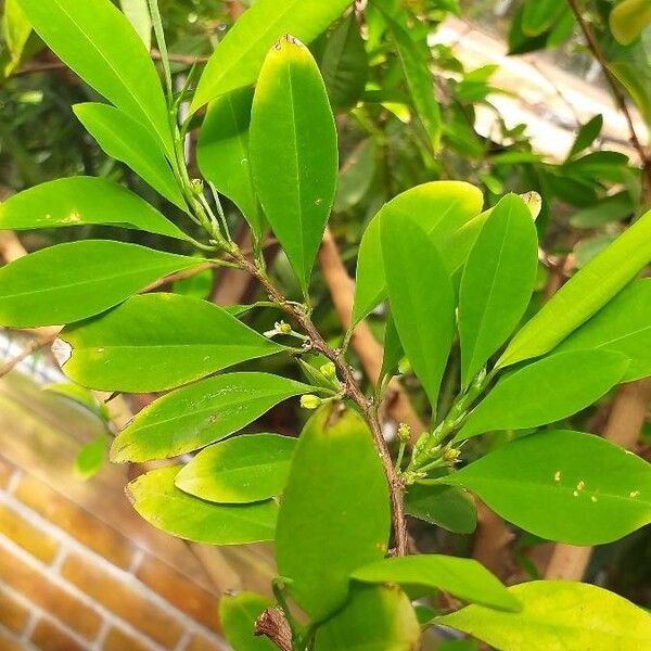 Erythroxylum coca Leaf