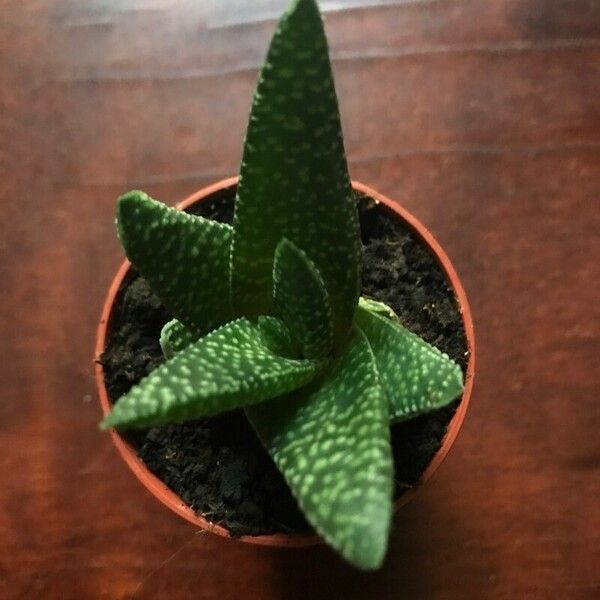 Aloe aristata पत्ता