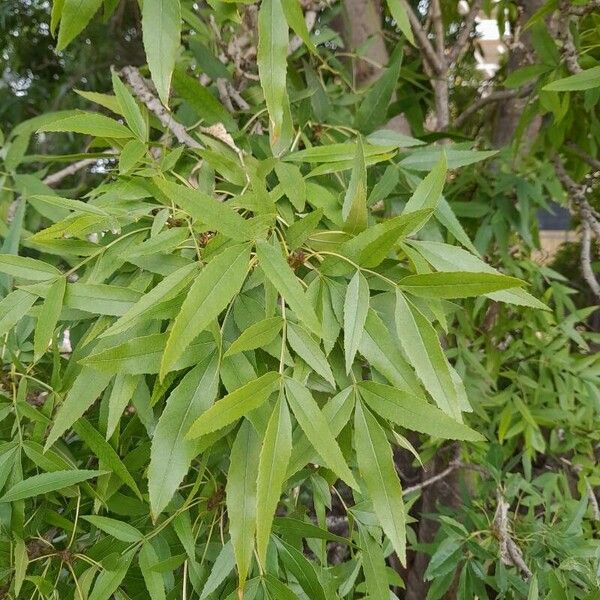 Fraxinus angustifolia 葉