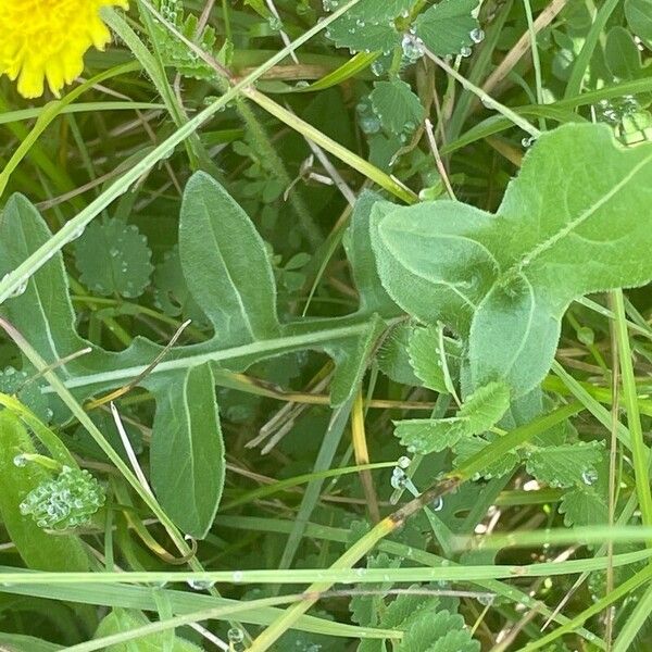 Pilosella officinarum Levél