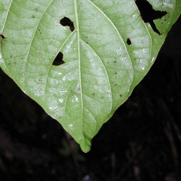 Uncaria tomentosa Folha