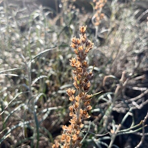 Artemisia cana Flower