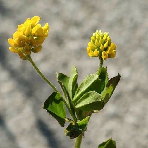 Medicago rugosa 葉