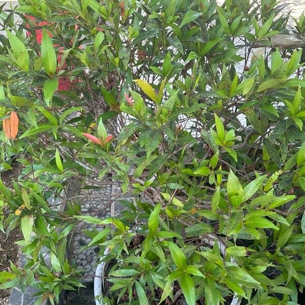 Syzygium jambos Levél