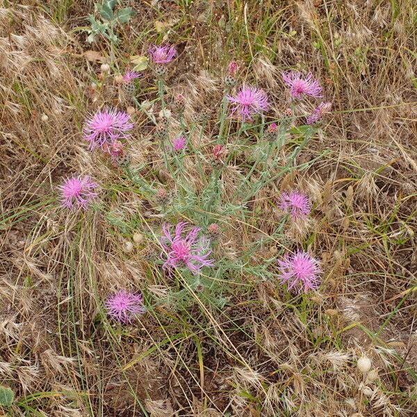 Centaurea stoebe Habitat