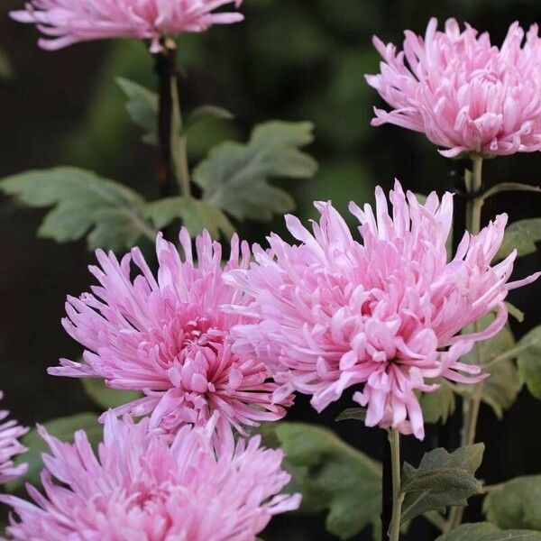 Chrysanthemum × morifolium Blomst