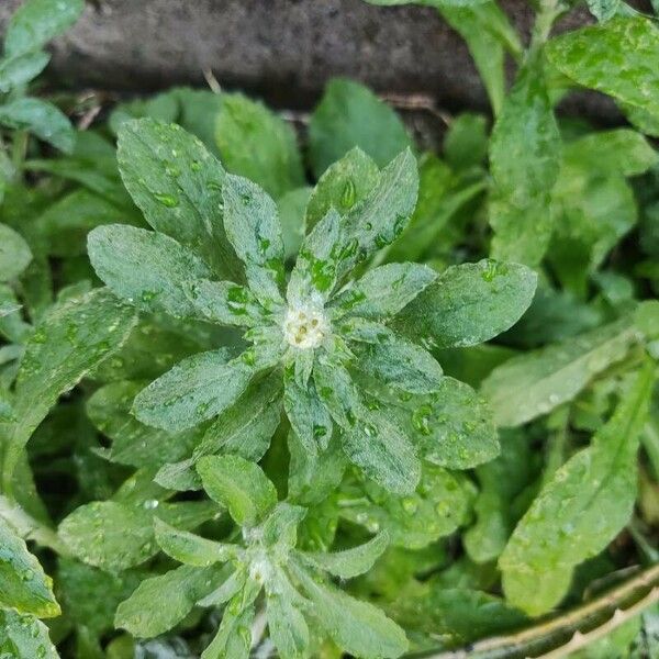 Gamochaeta purpurea Blad