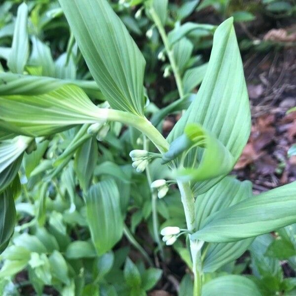 Polygonatum multiflorum Blomst