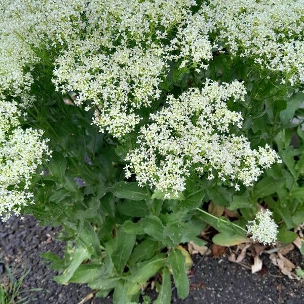 Lepidium draba Habit