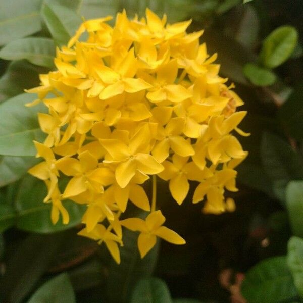 Ixora chinensis Õis