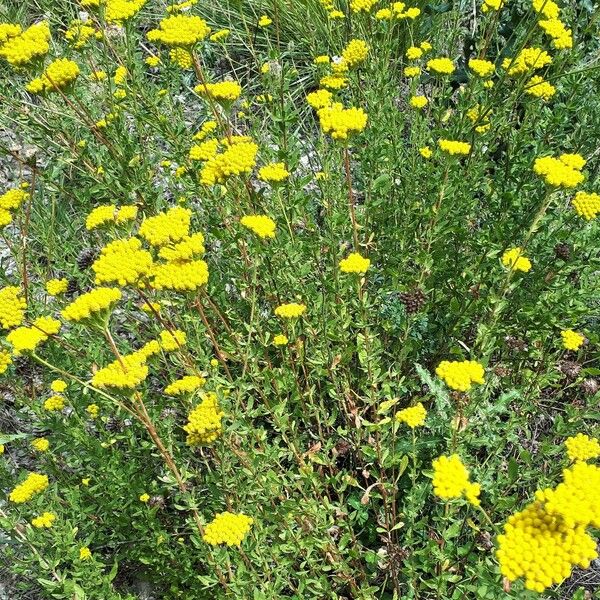 Achillea ageratum Kvet