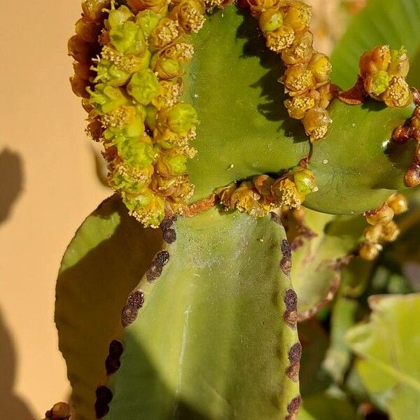 Euphorbia murielii Bloem