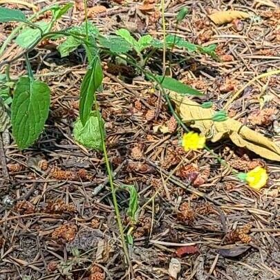 Crepis micrantha പുഷ്പം