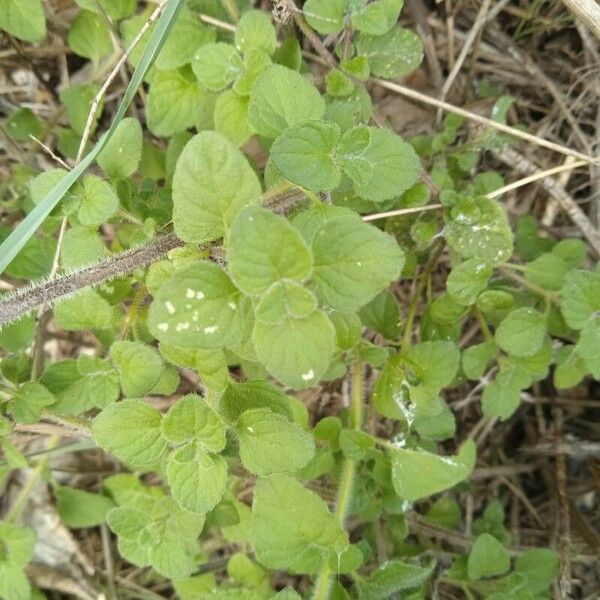 Melissa officinalis Blad