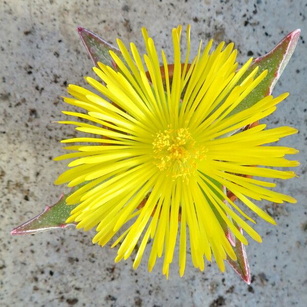 Faucaria bosscheana Lorea