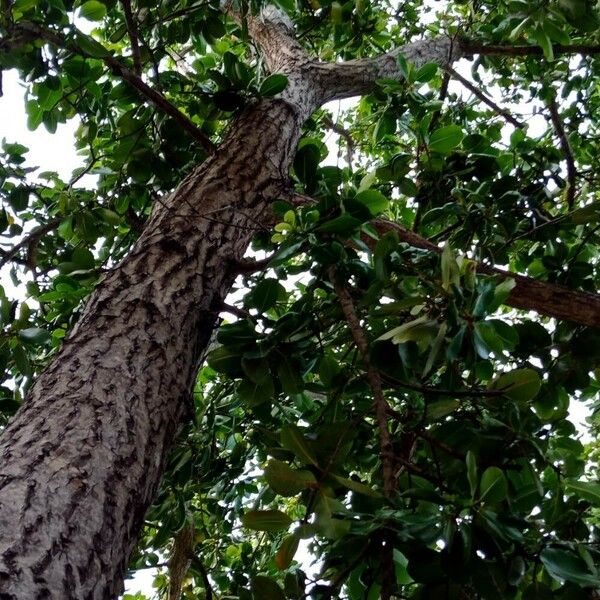 Terminalia catappa Frunză