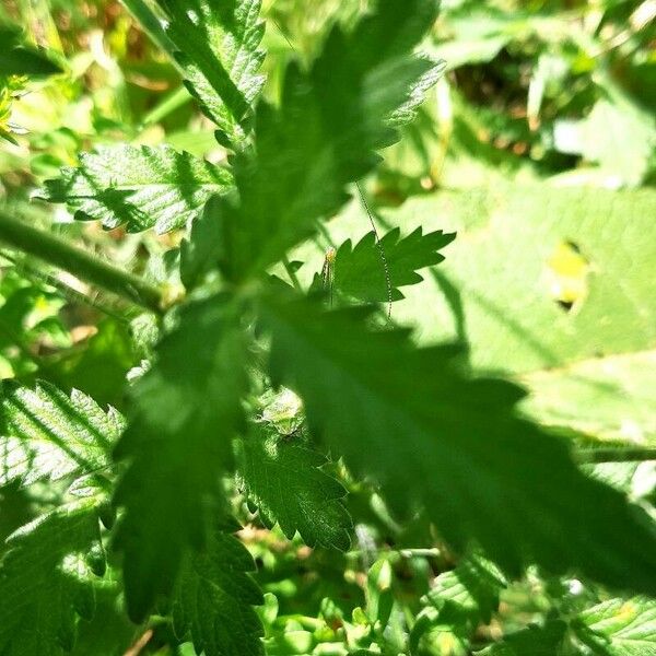 Agrimonia eupatoria Blatt