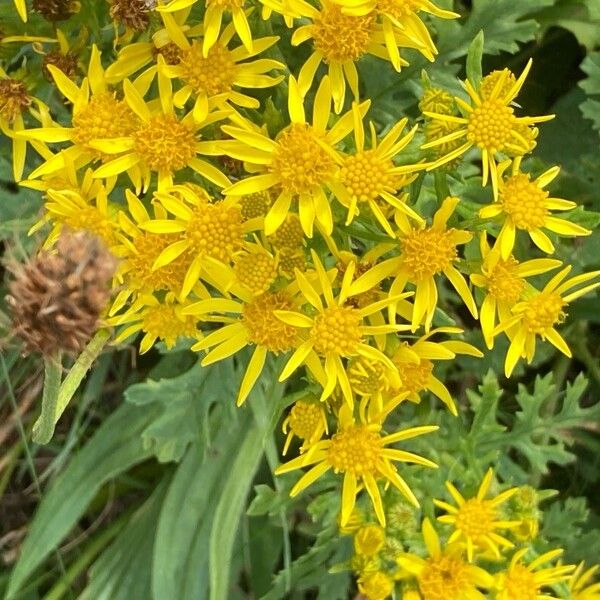 Senecio doria Floare