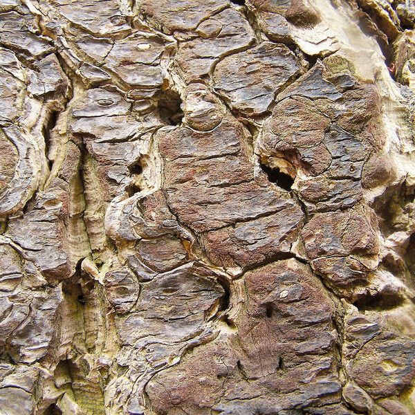 Quercus suber Bark