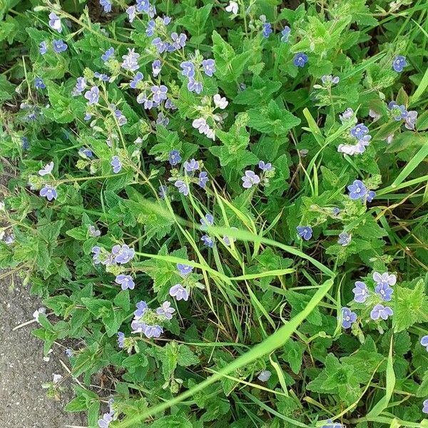 Veronica agrestis Flors