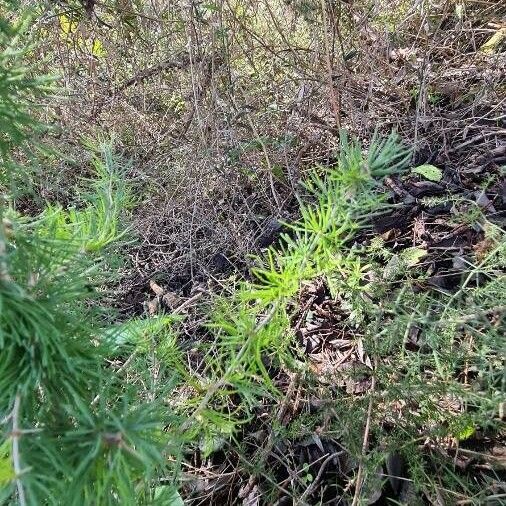 Asparagus albus Blad