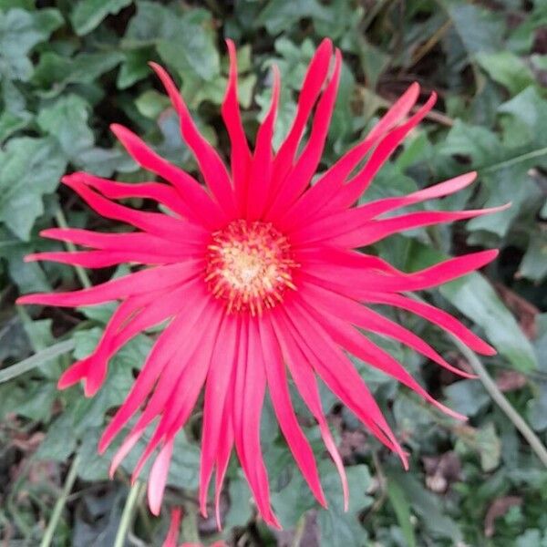 Gerbera jamesonii Flor