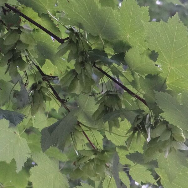 Acer glabrum Plod