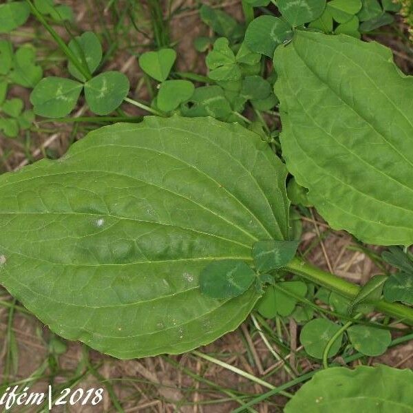 Plantago major पत्ता