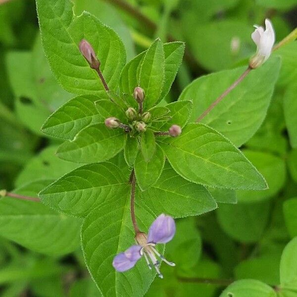 Cleome rutidosperma List