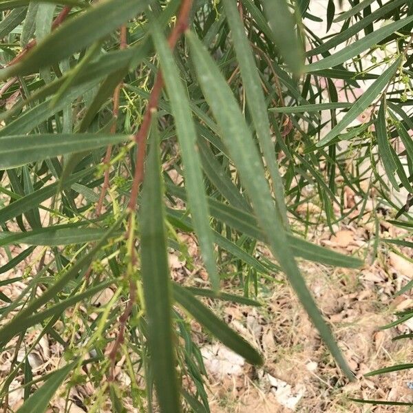 Acacia salicina Blad