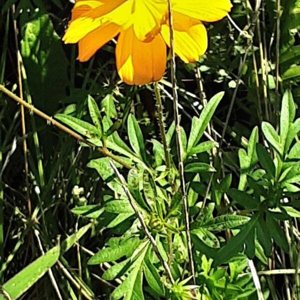 Cosmos sulphureus Агульны выгляд