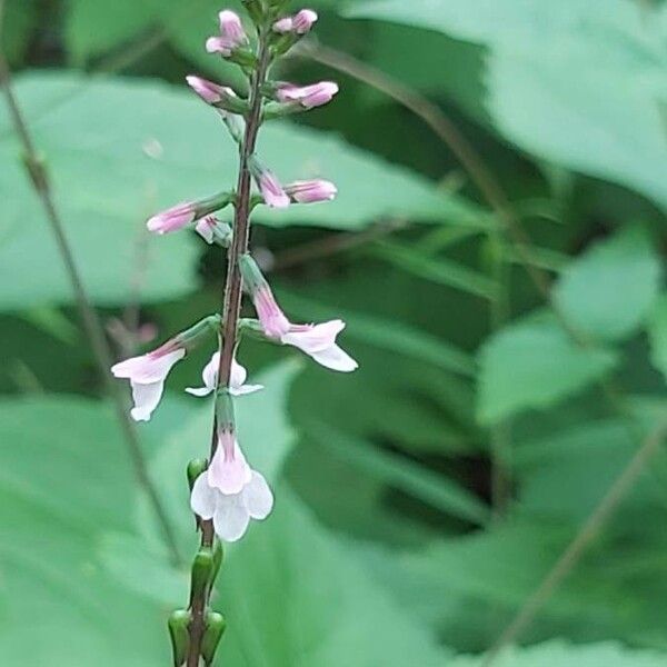 Phryma leptostachya Flower