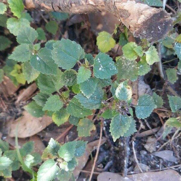 Fatoua villosa Leaf