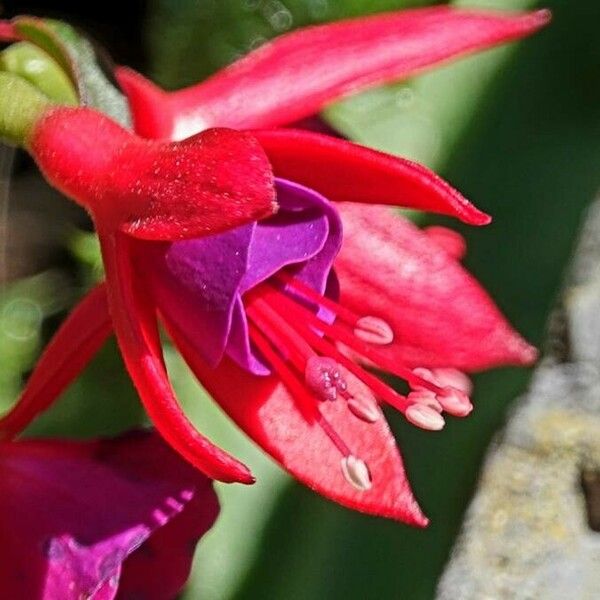 Fuchsia magellanica Blomma