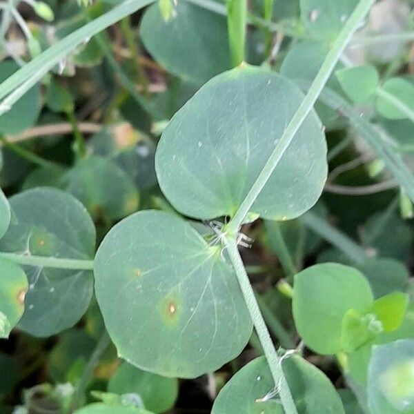 Drymaria cordata Leaf