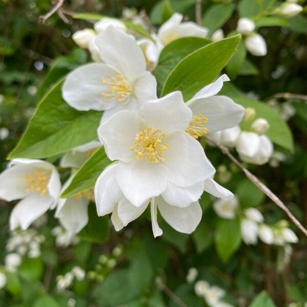 Philadelphus coronarius Çiçek